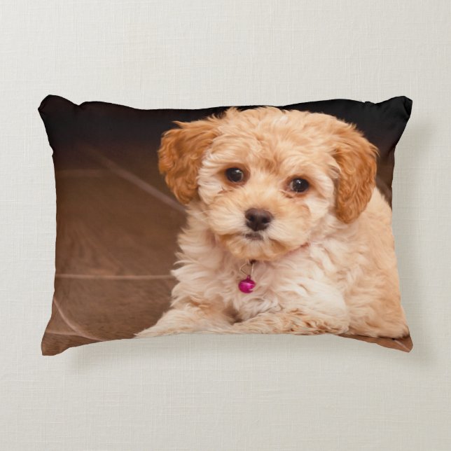 Almofada Decorativa Bebês de poodle maltês ou cão maltipoo (Frente)