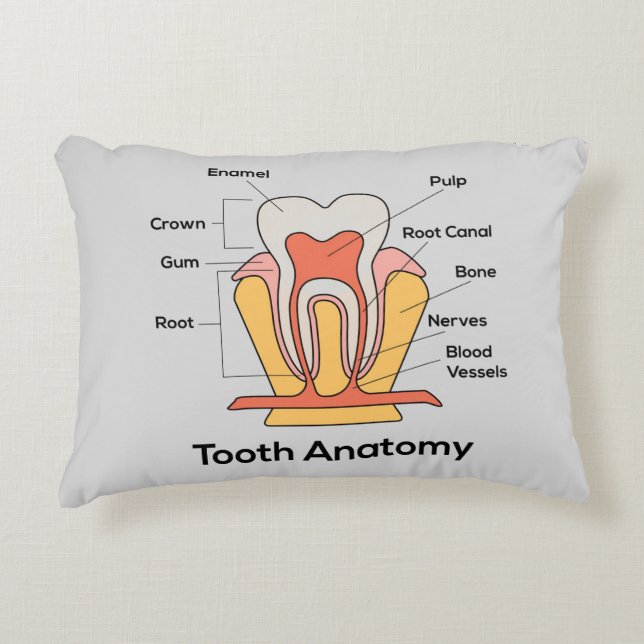 Almofada Decorativa Carta da anatomia do dente (Frente)