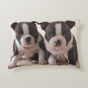Almofada Decorativa Dois filhotes de cachorro de Boston Terrier