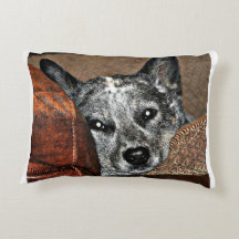 Jessie… o travesseiro de Texas Heeler