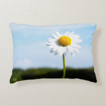 Madelief rechtop geisoleerd in de natuur.