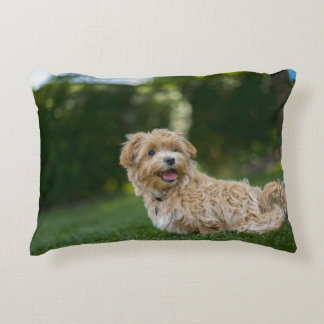 Almofada Decorativa Maltipoo