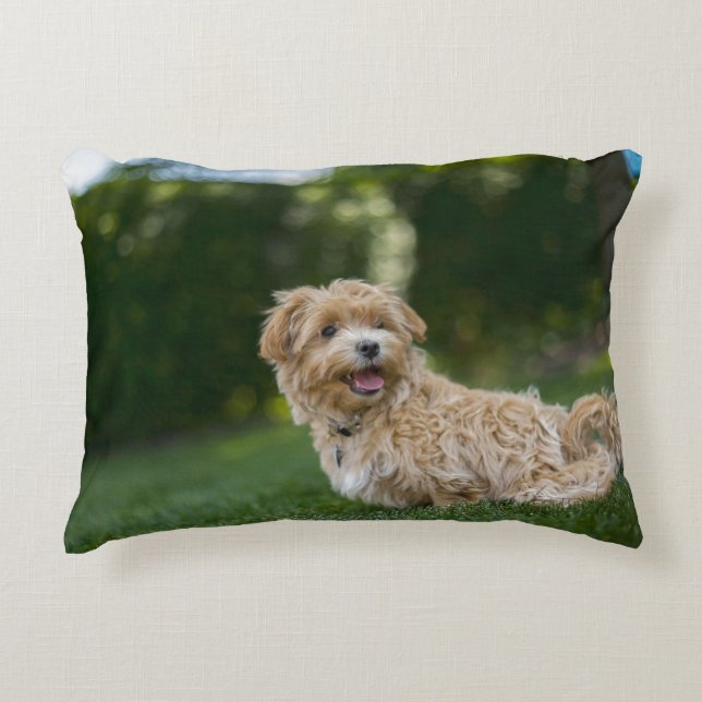 Almofada Decorativa Maltipoo (Frente)