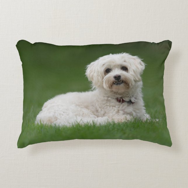 Almofada Decorativa Moritz the Maltese (Frente)