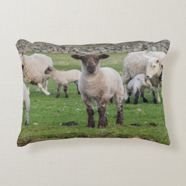 Almofada Decorativa ovelha Shetland (Frente)