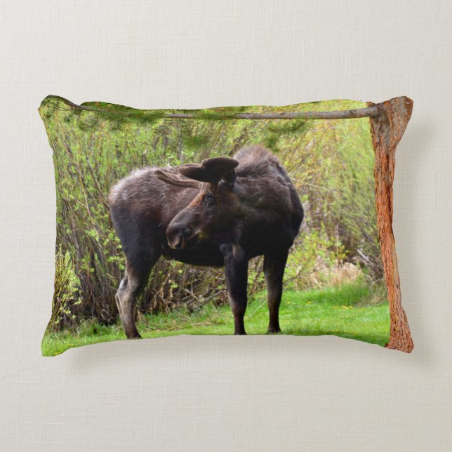Almofada Decorativa Young Bull Moose (Frente)