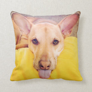 Almofada Do "Daze cão travesseiro decorativo do verão"