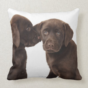 Almofada Dois filhotes de cachorro de labrador retriever do