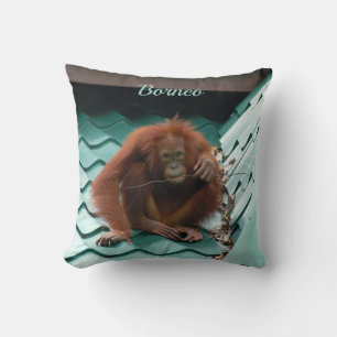 Almofada Epe de Orangutan Selvagem em Telhado em Bornéu Fot