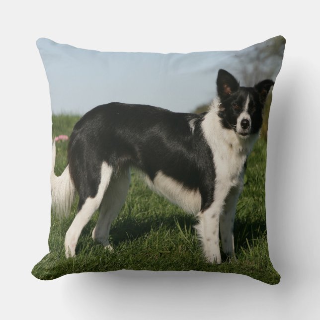 Almofada Estar de border collie (Frente)