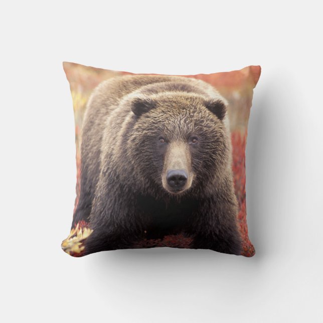 Almofada EUA, Alaska, Denali NP, fêmea Urso Grizzly (Frente)