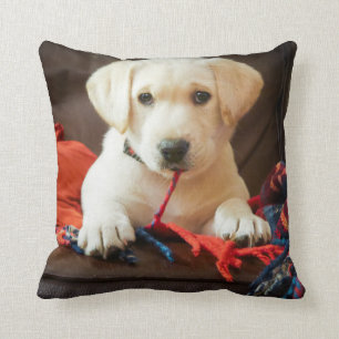 Almofada Filhote de cachorro das imagens de Getty em um