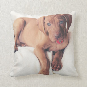Almofada Filhote de cachorro de Vizsla do Hungarian