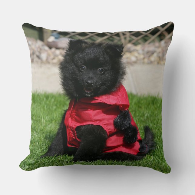 Almofada Filhote de cachorro preto de Pomeranian que olha a (Frente)