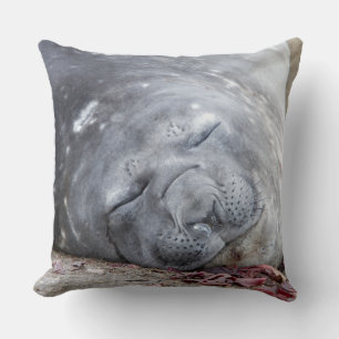Almofada Foca-elefante que dorme