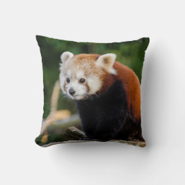 Almofada Foto de Panda Vermelho Selvagem Fofa