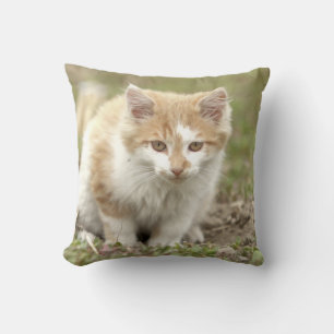 Almofada Foto: gato, animais. travesseiro decorativo