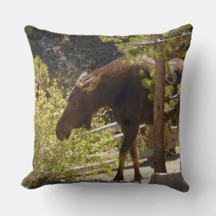 Almofada Fotografia do Moose Rocky Mountain