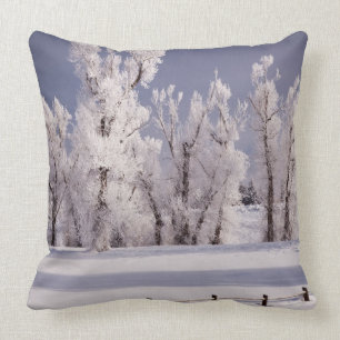 Almofada Frost cobriu árvores e cerca, Colorado