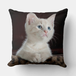 Almofada Gatinho branco Eyed azul