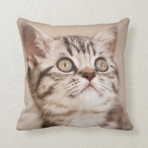 Almofada Gatinho britânico cinzento bonito do cabelo curto