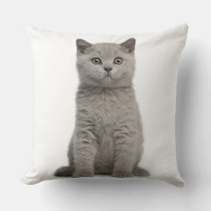 Almofada Gatinho britânico de Shorthair (10 semanas velho)