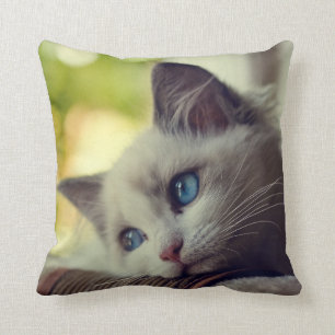 Almofada Gatinho de Ragdoll