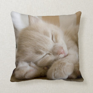 Almofada Gatinho do sono