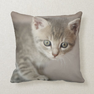 Almofada Gatinho minúsculo