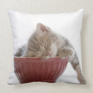 Almofada Gatinho que dorme na bacia