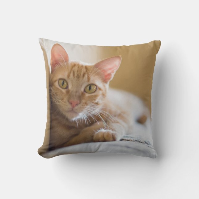 Almofada Gatinho que encontra-se no sofá (Frente)
