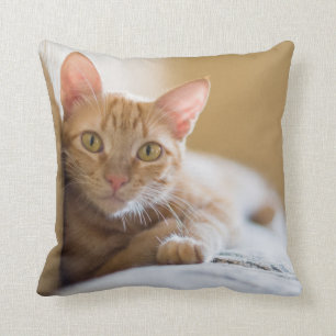 Almofada Gatinho que encontra-se no sofá