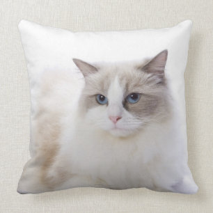 Almofada Gato de Ragdoll no teclado de computador