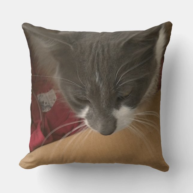 Almofada Gato na caixa (Frente)