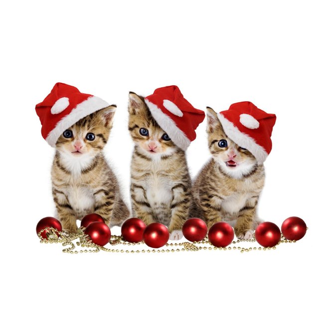 Almofada Gatos Cons ( Kittens with blue eyes, wearing red and white Santa hats, are sitting in a row. )