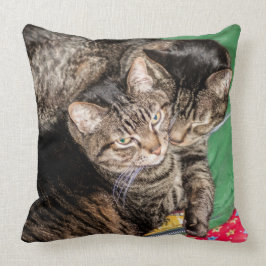 Almofada Gatos - Todos os dias - Feriados - Natal