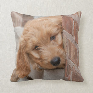 Almofada Goldendoodododle Puppy Pupeking