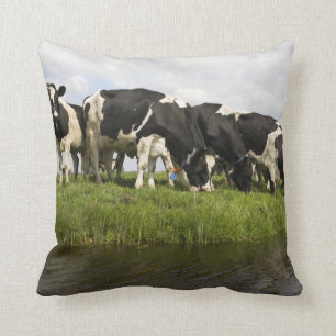 Almofada Grupo de vacas do frisão
