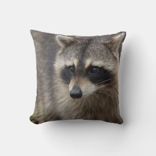 Almofada Guaxinim, Procyon lotor, Flórida