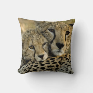 Almofada Guepardo, Acinonyx jubatus, com filhote no Masai 2