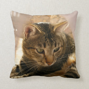 Almofada Imagens de gatos dos travesseiros decorativos dos