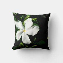 Jasmim com roda branca à luz do sol