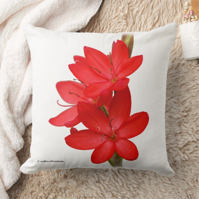 Almofada Kaffir Lily / River Lily / Hesperantha Coccinea (Cobertor)