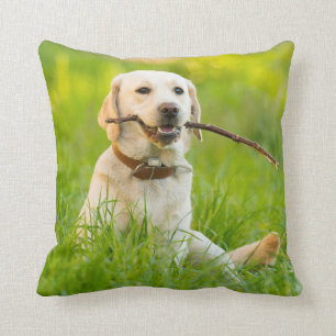 Almofada Labrador Amarelo Reproduz Feixe