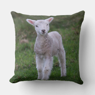Almofada Lamb Baby Shea Fazenda Animal