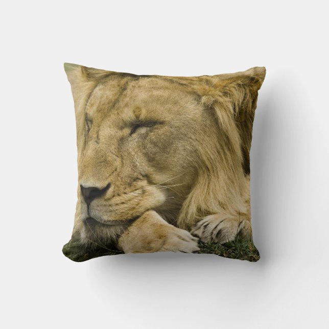 Almofada Leão Africano, Panthera leo, deitado dormindo (Frente)