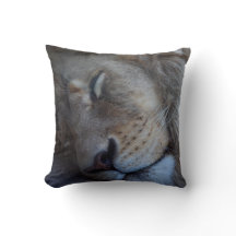 Leão Macho Dormindo