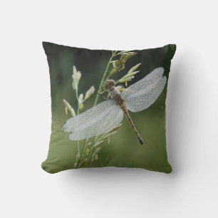 Almofada Libélula Darner coberta de orvalho