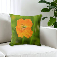 Linda Foto de Flor de Papoula Laranja Verão Verde