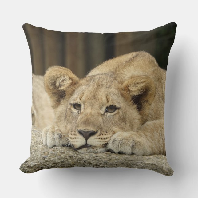 Almofada Lion 040 (Frente)